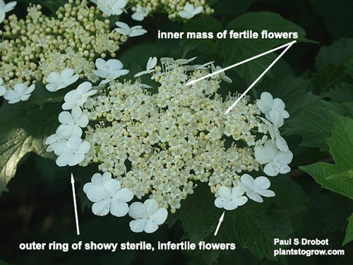 Image of a flat topped cyme labeling the fertile and infertile flowers of the inflorescence.